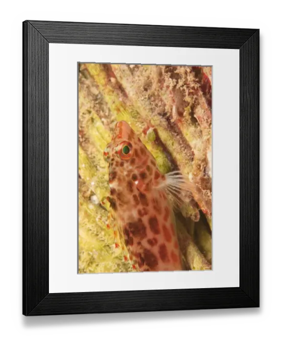 Framed Print : Asia, Indonesia