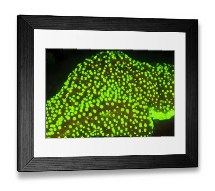 Framed Print : Asia, Indonesia Framed Print : Asia, Indonesia