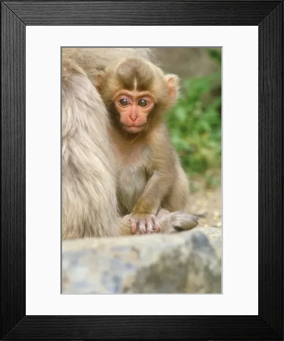Framed Print : Asia, Japan Framed Print : Asia, Japan
