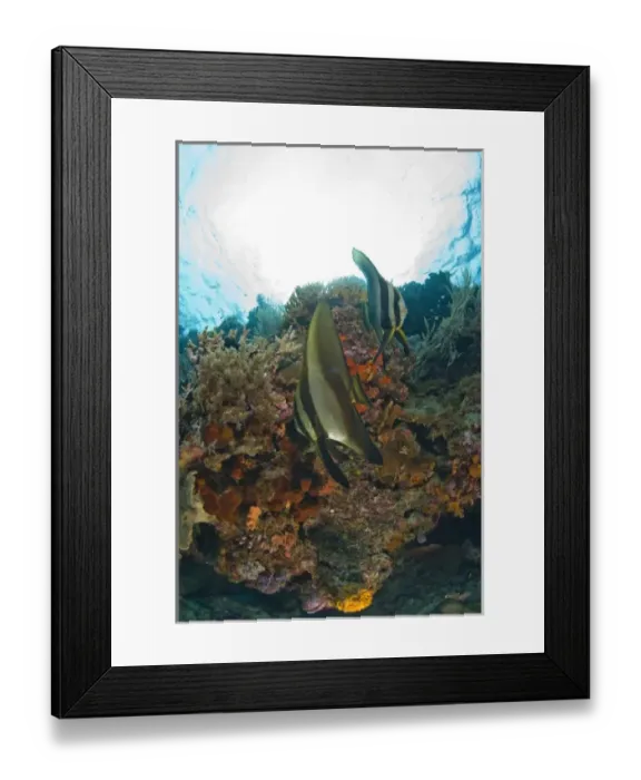 Framed Print : Indonesia, South Sulawesi Province, Wakatobi Archipelago Marine Preserve. Orbicular Batfish Framed Print : Indonesia, South Sulawesi Province, Wakatobi Archipelago Marine Preserve. Orbicular Batfish