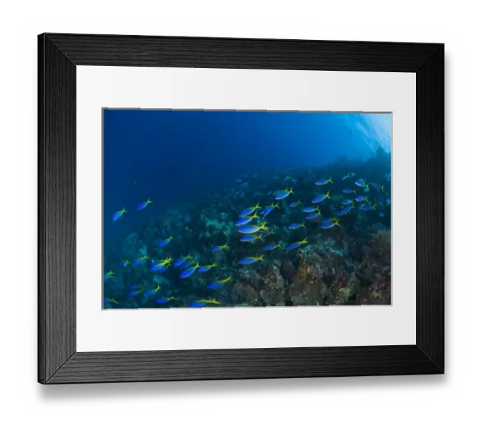 Framed Print : Indonesia, South Sulawesi Province, Wakatobi Archipelago Marine Preserve. Blue and Gold Fusiliers Framed Print : Indonesia, South Sulawesi Province, Wakatobi Archipelago Marine Preserve. Blue and Gold Fusiliers