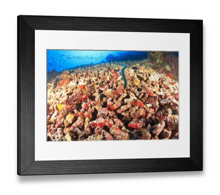 Framed Print : Banded Sea Krait (Laticauda sp. ), Gunung Api Island, Banda Sea, Indonesia Framed Print : Banded Sea Krait (Laticauda sp. ), Gunung Api Island, Banda Sea, Indonesia