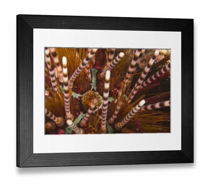 Framed Print : Indonesia, South Sulawesi Province, Wakatobi Archipelago Marine Preserve. Sea Urchin Framed Print : Indonesia, South Sulawesi Province, Wakatobi Archipelago Marine Preserve. Sea Urchin