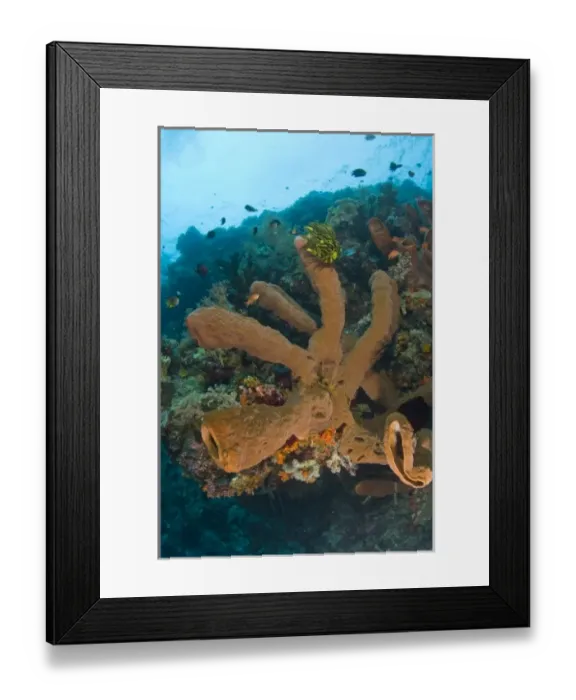 Framed Print : Indonesia, South Sulawesi Province, Wakatobi Archipelago Marine Preserve. Giant sea sponges