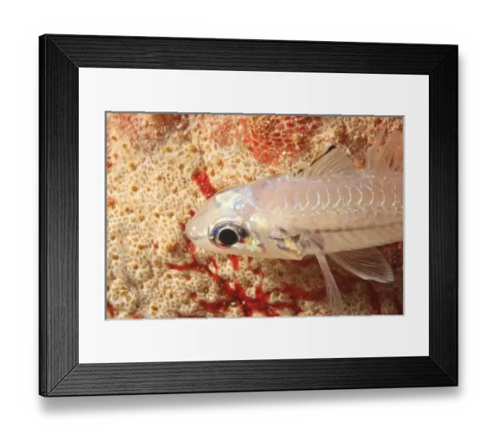 Framed Print : Asia, Indonesia Framed Print : Asia, Indonesia