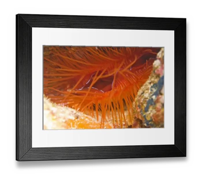 Framed Print : Indonesia, South Sulawesi Province, Wakatobi Archipelago Marine Preserve. Flame File Shell Framed Print : Indonesia, South Sulawesi Province, Wakatobi Archipelago Marine Preserve. Flame File Shell
