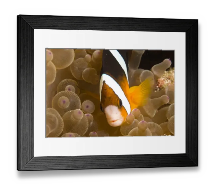 Framed Print : Indonesia, South Sulawesi Province, Wakatobi Archipelago Marine Preserve. Clarks Anemonefish Framed Print : Indonesia, South Sulawesi Province, Wakatobi Archipelago Marine Preserve. Clarks Anemonefish