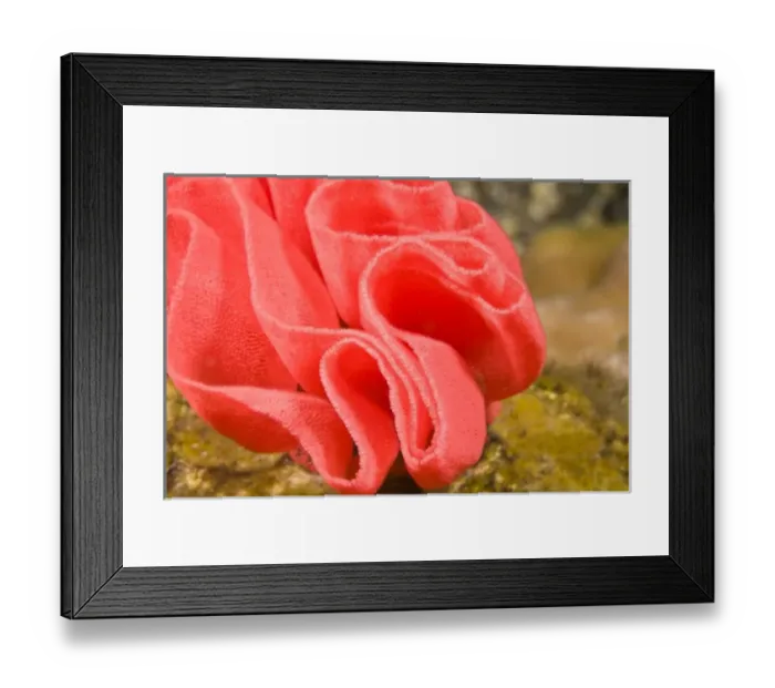 Framed Print : Indonesia, Bali Province, Tulamben. Spanish Dancer Nudibranch (Hexabranchus sanguineus) Eggs