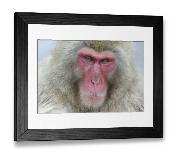 Framed Print : Japan, Jigokudani Monkey Park. A snow monkey looks pensively at the camera Framed Print : Japan, Jigokudani Monkey Park. A snow monkey looks pensively at the camera
