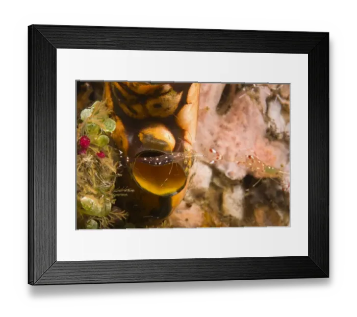 Framed Print : Asia, Indonesia