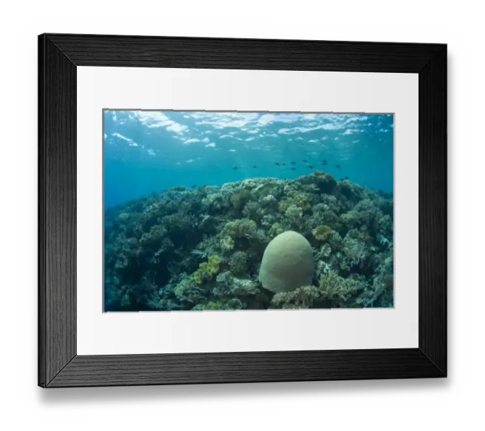 Framed Print : Indonesia, South Sulawesi Province, Wakatobi Archipelago Marine Preserve. Pristine scuba diving Framed Print : Indonesia, South Sulawesi Province, Wakatobi Archipelago Marine Preserve. Pristine scuba diving