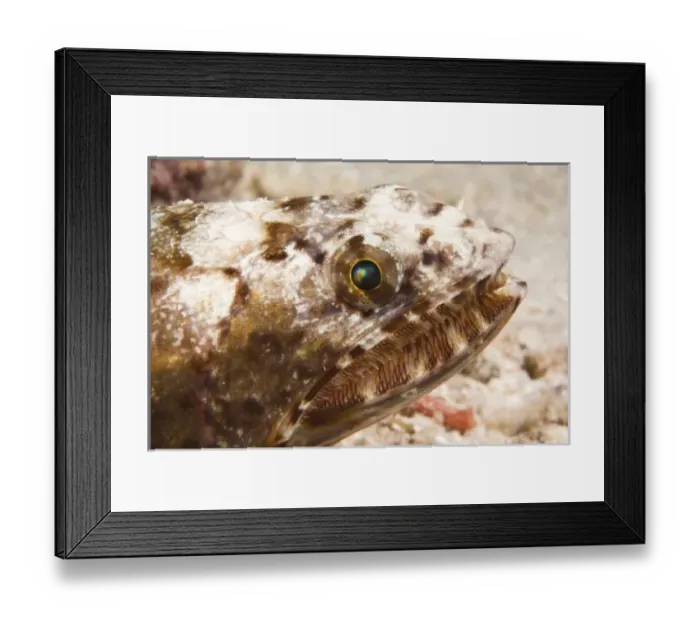 Framed Print : Indonesia, South Sulawesi Province, Wakatobi Archipelago Marine Preserve. Reef Lizardfish Framed Print : Indonesia, South Sulawesi Province, Wakatobi Archipelago Marine Preserve. Reef Lizardfish