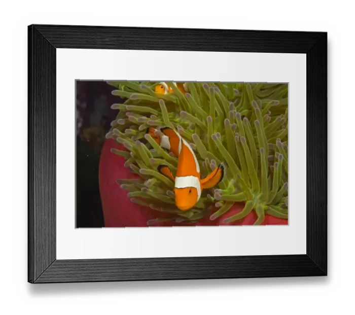 Framed Print : Indonesia, South Sulawesi Province, Wakatobi Archipelago Marine Preserve. False Clown Anemonefish