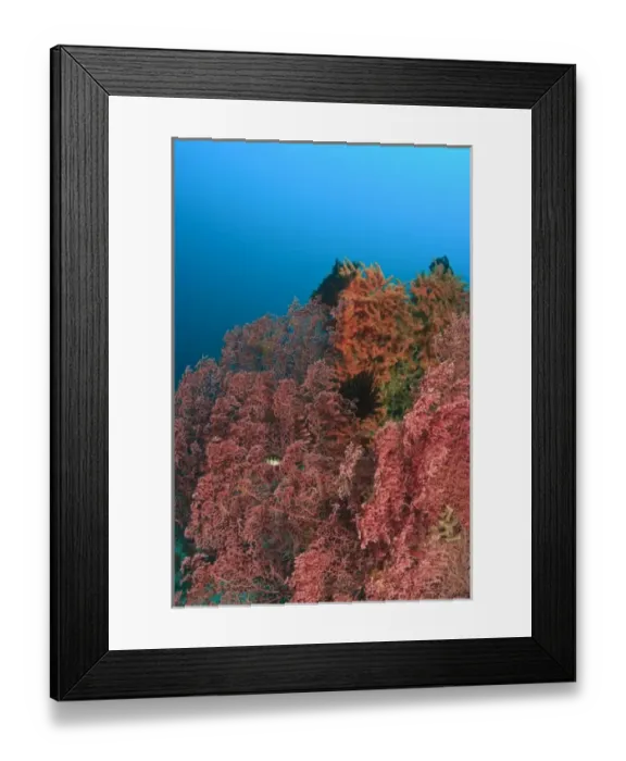Framed Print : Banda Sea, Indonesia Framed Print : Banda Sea, Indonesia