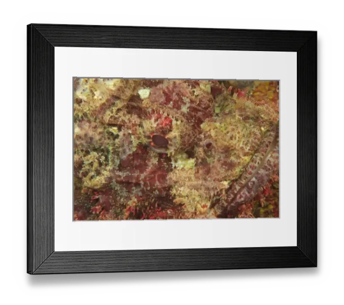 Framed Print : Scorpionfish (Scorpaenopsis oxycephalus) face detail, Banda Sea, Indonesia Framed Print : Scorpionfish (Scorpaenopsis oxycephalus) face detail, Banda Sea, Indonesia