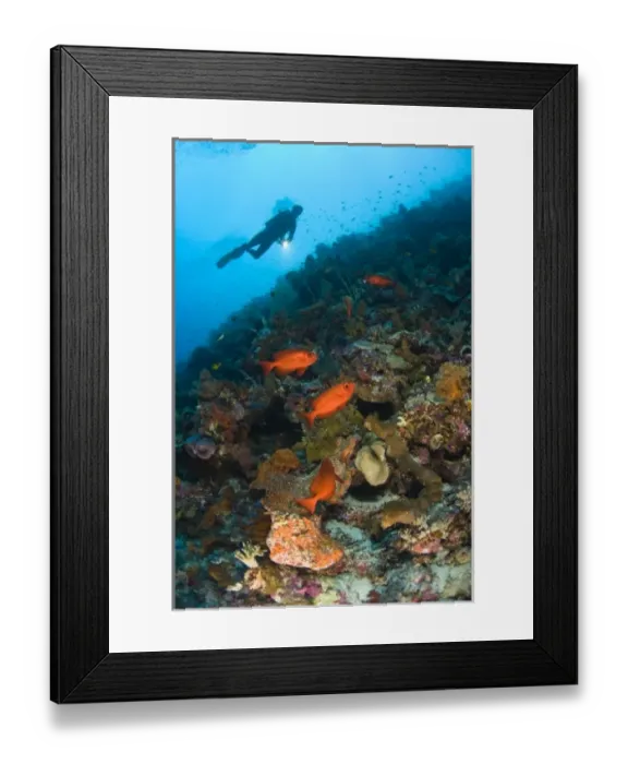 Framed Print : Indonesia, South Sulawesi Province, Wakatobi Archipelago Marine Preserve. Paeony Bulleyes