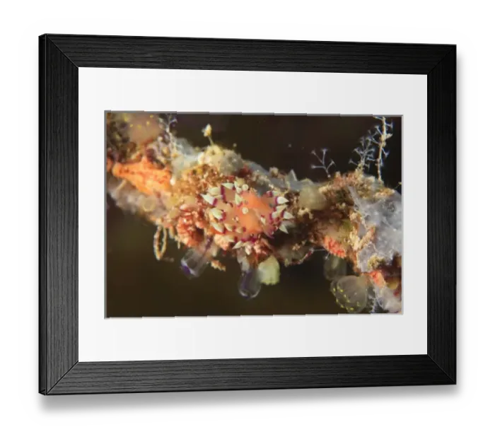 Framed Print : Asia, Indonesia Framed Print : Asia, Indonesia