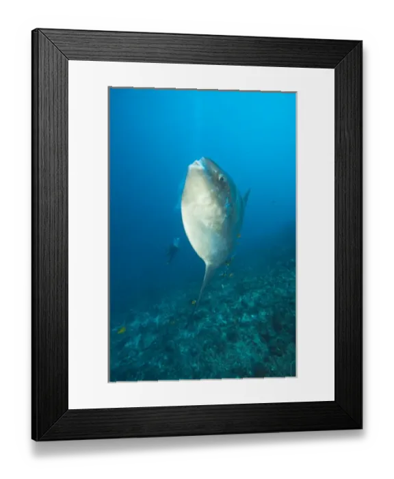 Framed Print : Adult Ocean Sunfish (Mola mola) heaviest bony fish in the world, Nusa Penida, Bali Framed Print : Adult Ocean Sunfish (Mola mola) heaviest bony fish in the world, Nusa Penida, Bali