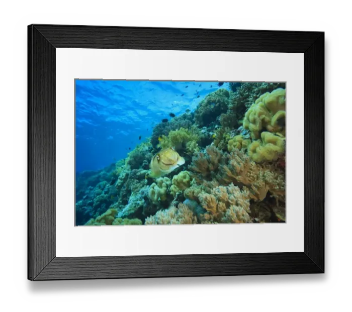 Framed Print : Cuttlefish (Sepia latimanus), Pristine Scuba Diving at Tukang Besi / Wakatobi Archilpelago Framed Print : Cuttlefish (Sepia latimanus), Pristine Scuba Diving at Tukang Besi / Wakatobi Archilpelago