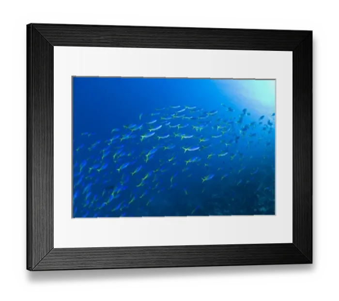 Framed Print : Indonesia, South Sulawesi Province, Wakatobi Archipelago Marine Preserve. Blue and Gold Fusiliers Framed Print : Indonesia, South Sulawesi Province, Wakatobi Archipelago Marine Preserve. Blue and Gold Fusiliers