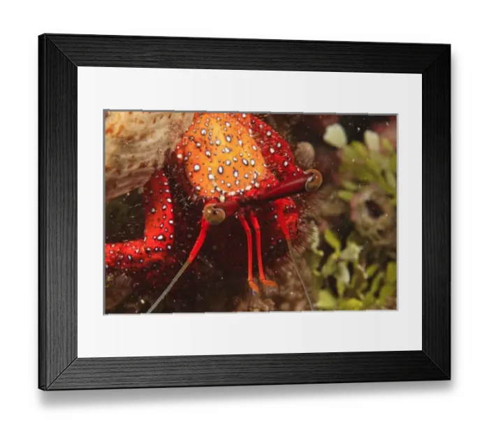 Framed Print : hermit crab, Scuba Diving at Tukang Besi / Wakatobi Archipelago Marine Preserve, South Sulawesi Framed Print : hermit crab, Scuba Diving at Tukang Besi / Wakatobi Archipelago Marine Preserve, South Sulawesi