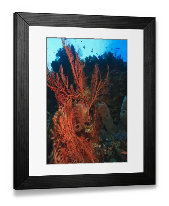 Framed Print : Pristine Scuba Diving at Tukang Besi / Wakatobi Archilpelago Marine Preserve, South Sulawesi Framed Print : Pristine Scuba Diving at Tukang Besi / Wakatobi Archilpelago Marine Preserve, South Sulawesi