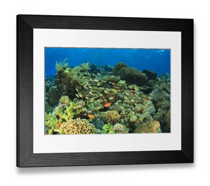 Framed Print : Schooling anthias fishes (Pseudanthius sp. ) pristine shallow hard & soft coral reef Framed Print : Schooling anthias fishes (Pseudanthius sp. ) pristine shallow hard & soft coral reef