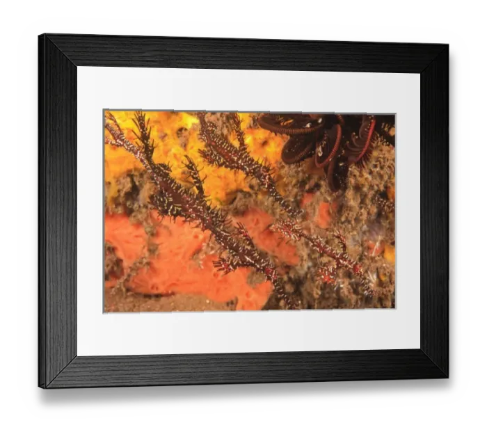 Framed Print : family of Ghost Pipefish, Tulamben, Bali, Indonesia