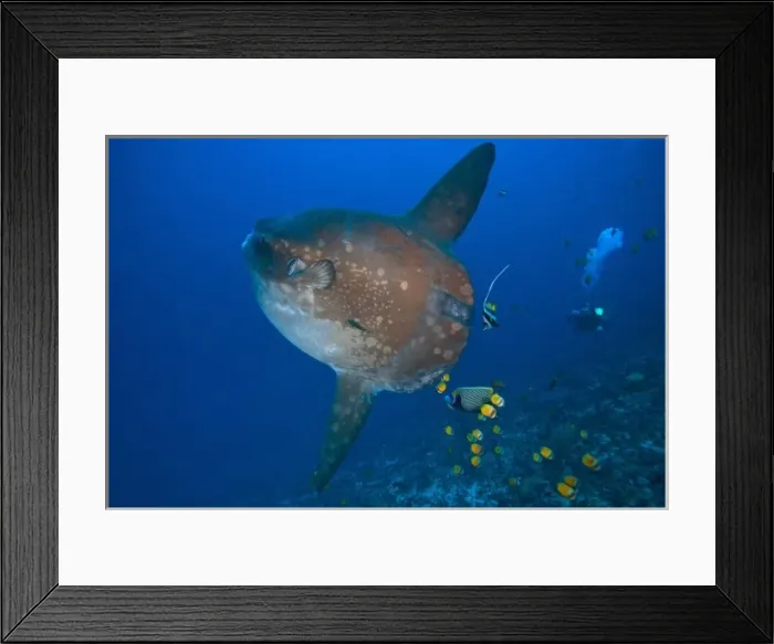 Framed Print : Indonesia, Bali Province, Nusa Penida. Adult Ocean Sunfish (Mola mola)--the heaviest