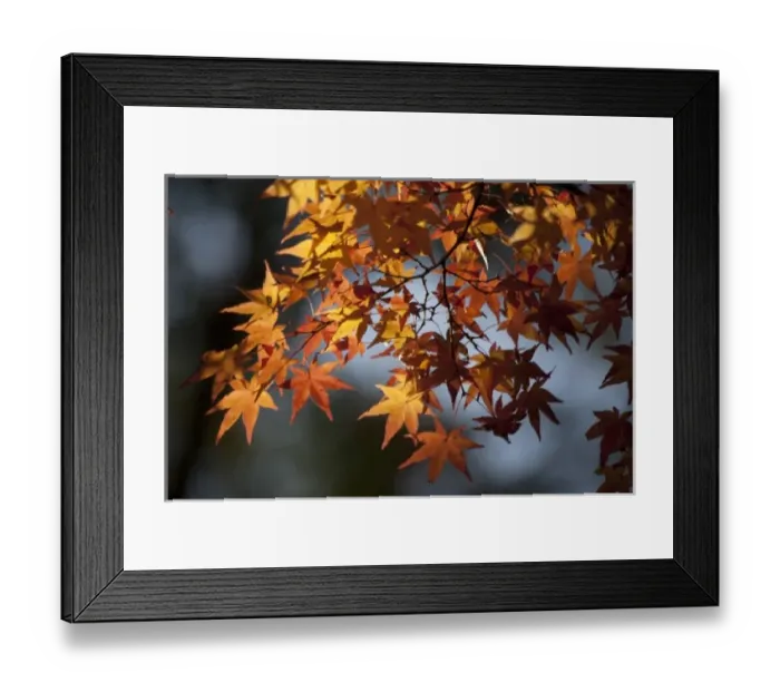 Framed Print : Autumn maples on grounds of Hiroshima Castle, Hiroshima, Japan Framed Print : Autumn maples on grounds of Hiroshima Castle, Hiroshima, Japan