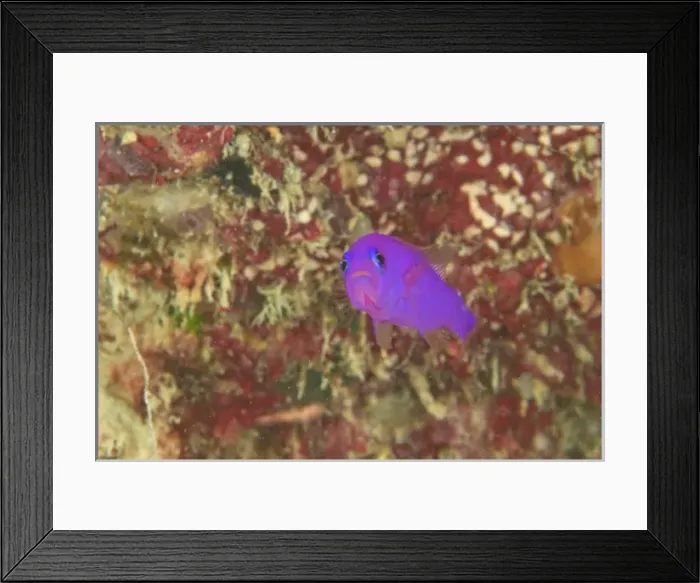 Framed Print : Purple Dottyback (Pseudochromis porphyreus) Banda Sea, Indonesia Framed Print : Purple Dottyback (Pseudochromis porphyreus) Banda Sea, Indonesia