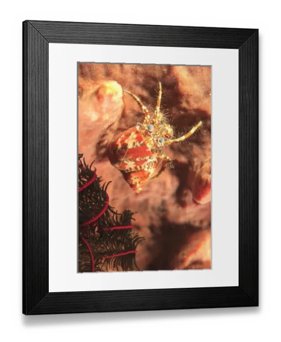 Framed Print : Hermit Crab, Banda Sea, Indonesia