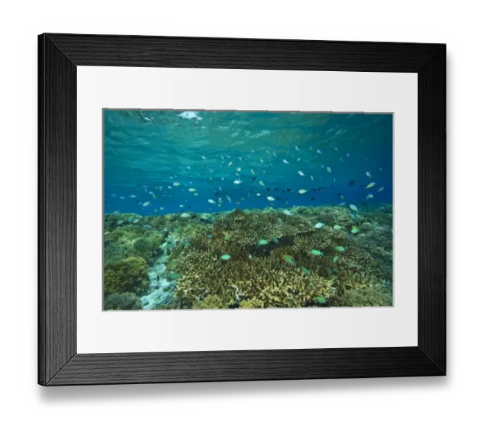 Framed Print : Damselfish, Pristine Scuba Diving at Tukang Besi / Wakatobi Archilpelago Marine Preserve Framed Print : Damselfish, Pristine Scuba Diving at Tukang Besi / Wakatobi Archilpelago Marine Preserve