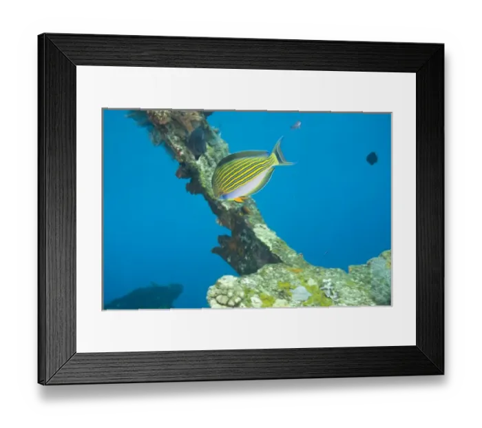 Framed Print : Indonesia, Bali Province, Tulamben. Lined Surgeonfish (Acanthurus lineatus), Liberty Shipwreck Framed Print : Indonesia, Bali Province, Tulamben. Lined Surgeonfish (Acanthurus lineatus), Liberty Shipwreck