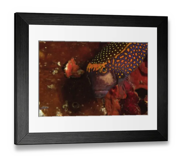 Framed Print : Spotted Boxfish (Obstracion meleagris), Banda Sea, Indonesia Framed Print : Spotted Boxfish (Obstracion meleagris), Banda Sea, Indonesia