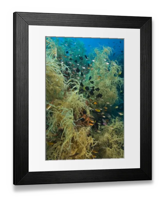 Framed Print : Asia, Indonesia Framed Print : Asia, Indonesia