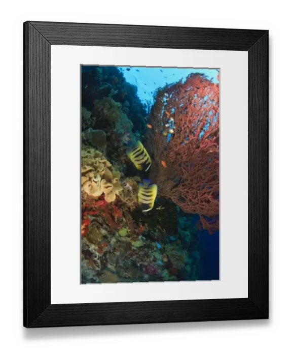 Framed Print : Angelfish, , Scuba Diving at Tukang Besi / Wakatobi Archipelago Marine Preserve, South Sulawesi Framed Print : Angelfish, , Scuba Diving at Tukang Besi / Wakatobi Archipelago Marine Preserve, South Sulawesi