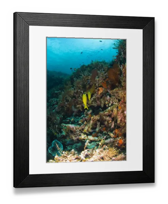 Framed Print : Indonesia, South Sulawesi Province, Wakatobi Archipelago Marine Preserve. Goatfish Framed Print : Indonesia, South Sulawesi Province, Wakatobi Archipelago Marine Preserve. Goatfish