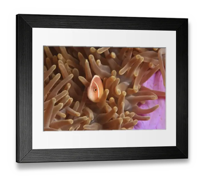 Framed Print : anemonefish, Scuba Diving at Tukang Besi / Wakatobi Archipelago Marine Preserve, South Sulawesi Framed Print : anemonefish, Scuba Diving at Tukang Besi / Wakatobi Archipelago Marine Preserve, South Sulawesi