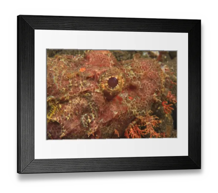 Framed Print : Scorpionfish, Tulamben, North Bali, Indonesia Framed Print : Scorpionfish, Tulamben, North Bali, Indonesia