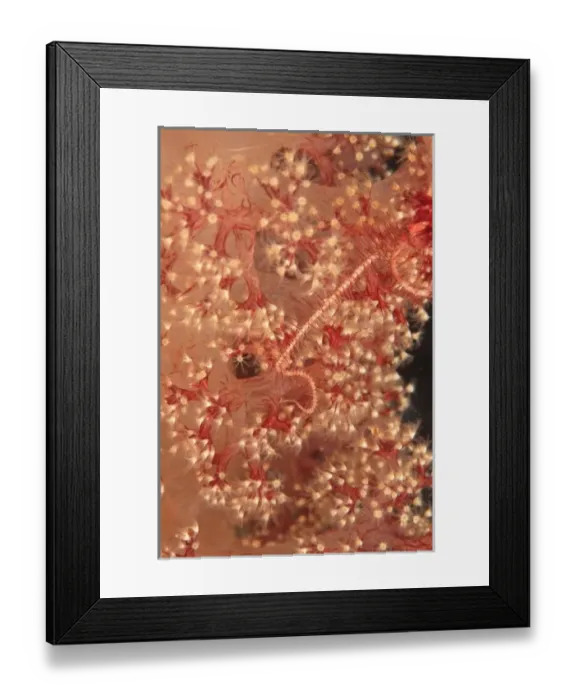 Framed Print : soft coral close up, Scuba Diving at Tukang Besi / Wakatobi Archipelago Marine Preserve Framed Print : soft coral close up, Scuba Diving at Tukang Besi / Wakatobi Archipelago Marine Preserve