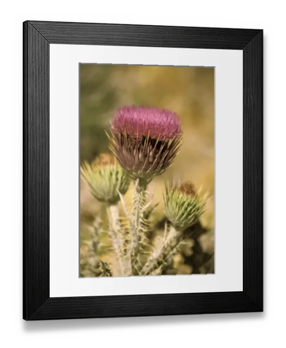 Framed Print : Asia, Iran Framed Print : Asia, Iran