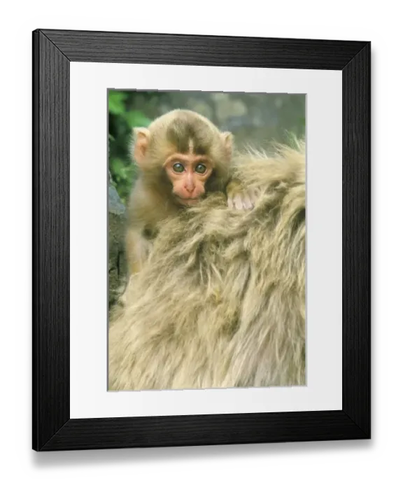 Framed Print : Asia, Japan Framed Print : Asia, Japan