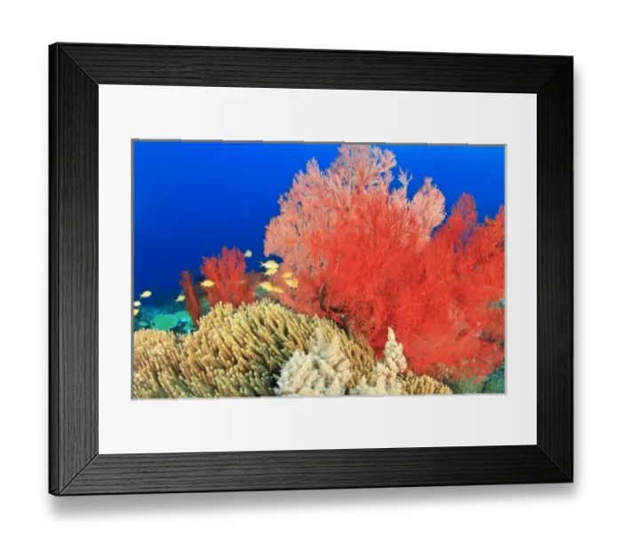 Framed Print : Brilliant red sea fans (Melithaea sp. ), Komba Island, Flores Sea, Indonesia Framed Print : Brilliant red sea fans (Melithaea sp. ), Komba Island, Flores Sea, Indonesia