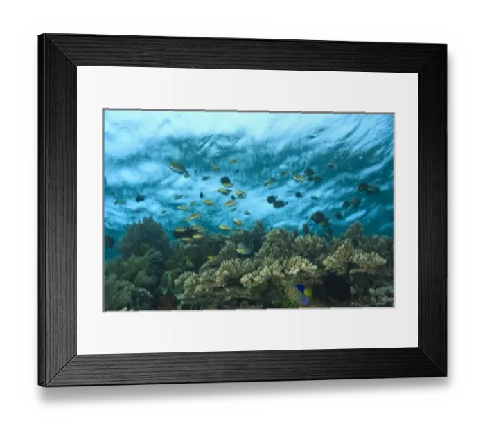 Framed Print : Scuba Diving at Tukang Besi  /  Wakatobi Archipelago Marine Preserve, South Sulawesi, Indonesia, S