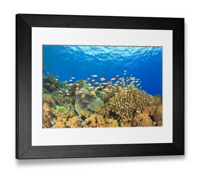 Framed Print : Schooling anthias fishes (Pseudanthius sp. ) pristine shallow hard & soft coral reef Framed Print : Schooling anthias fishes (Pseudanthius sp. ) pristine shallow hard & soft coral reef