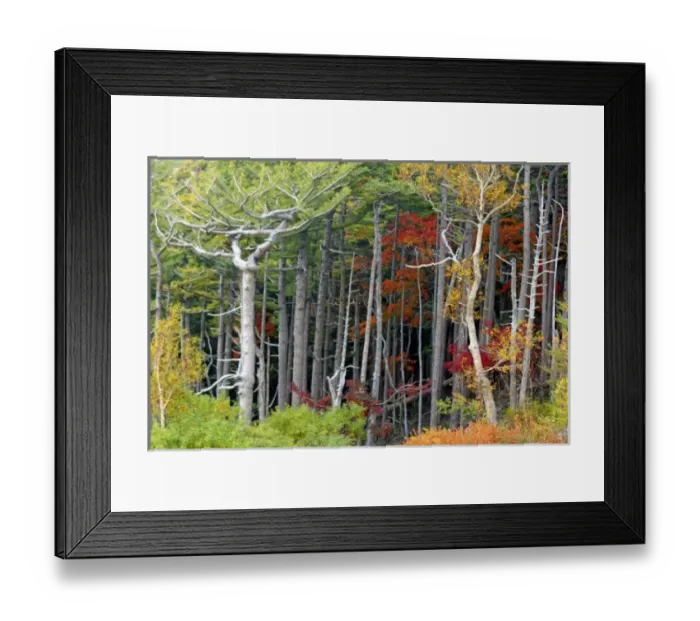 Framed Print : Asia, Japan Framed Print : Asia, Japan