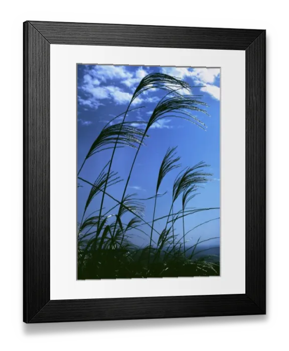 Framed Print : Japan, Honshu, Kanagawa Pref. Fuji-Hakone-Izu NP. Susuki grasses stand tall in