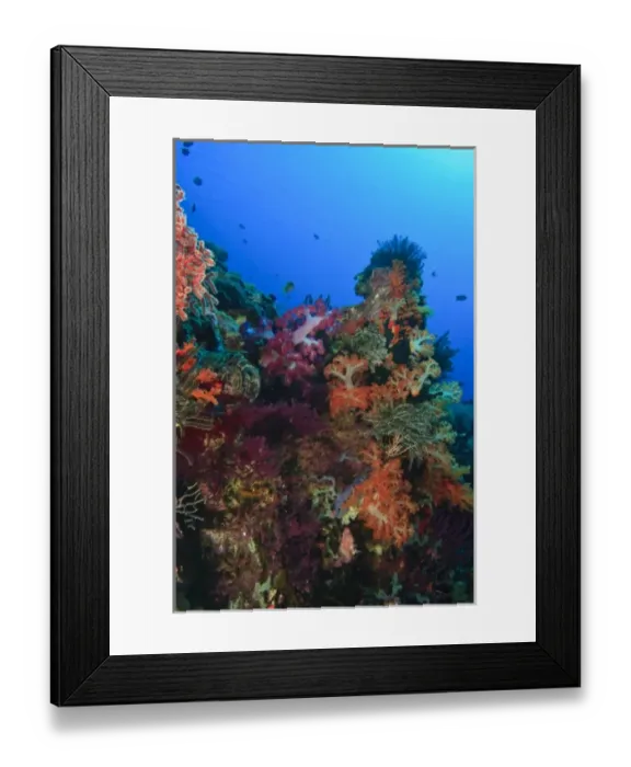 Framed Print : Soft corals and crinoids, Banda Sea, Indonesia Framed Print : Soft corals and crinoids, Banda Sea, Indonesia