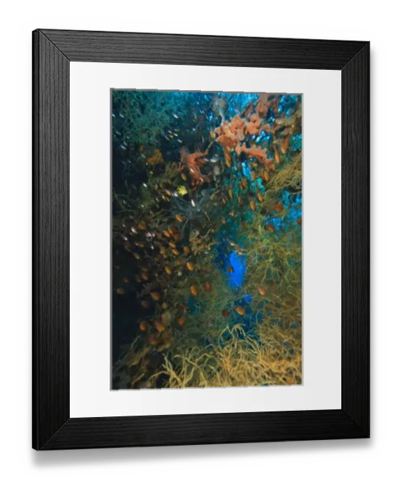 Framed Print : schooling cardinalfish and tropical fish hiding in Black Coral and sponges, Tulamben Framed Print : schooling cardinalfish and tropical fish hiding in Black Coral and sponges, Tulamben